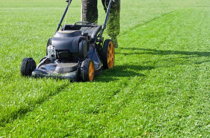  Lawn Care Myths Debunked