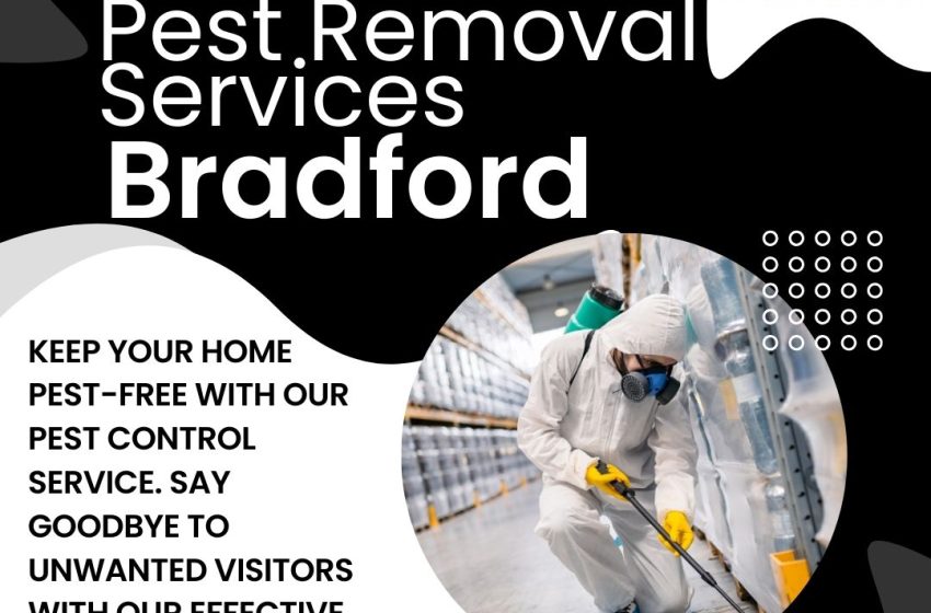  Why 4K Pest Control must be your best pest control provider in Bradford