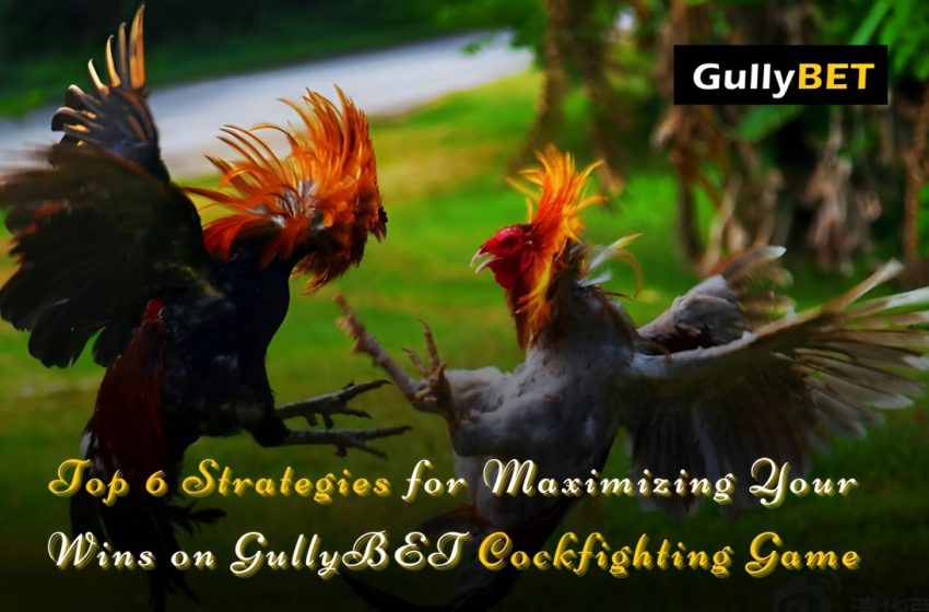  Top 6 Strategies for Maximizing Your Wins on GullyBET Cockfighting Game