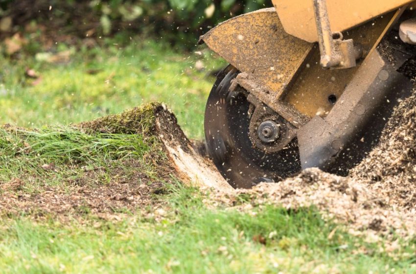  Why is Stump Grinding Essential After Tree Removal?