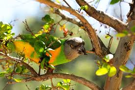  Exploring the Senegal Parrot: Characteristics, Care, and Where to Find Them