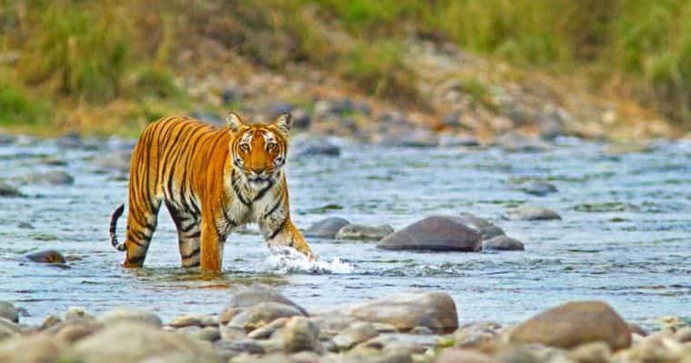  Exploring Jim Corbett: A Journey into Nature’s Heart