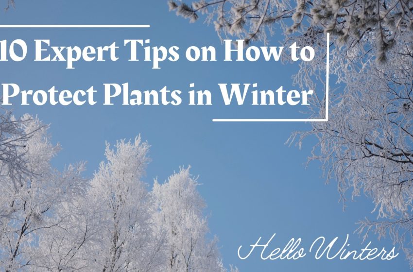  10 Expert Tips on How to Protect Plants in Winter