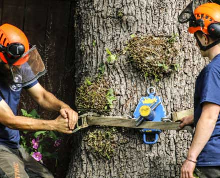  Expert Hull Tree Surgeon Services for All Your Tree Care Needs