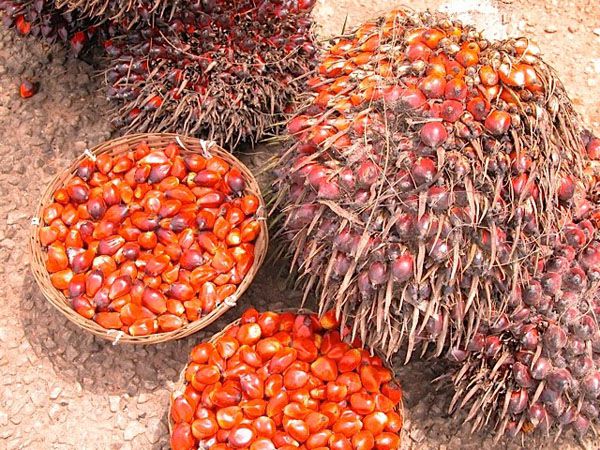 Essential Tips for Palm Kernel Shell Buyers in the Renewable Energy Market