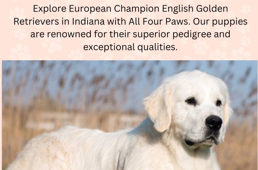  European Champion English Golden Retrievers in Indiana, Michigan, Chicago & Florida – AKC Breed with Heart Golden Retriever Breeder – All Four Paws