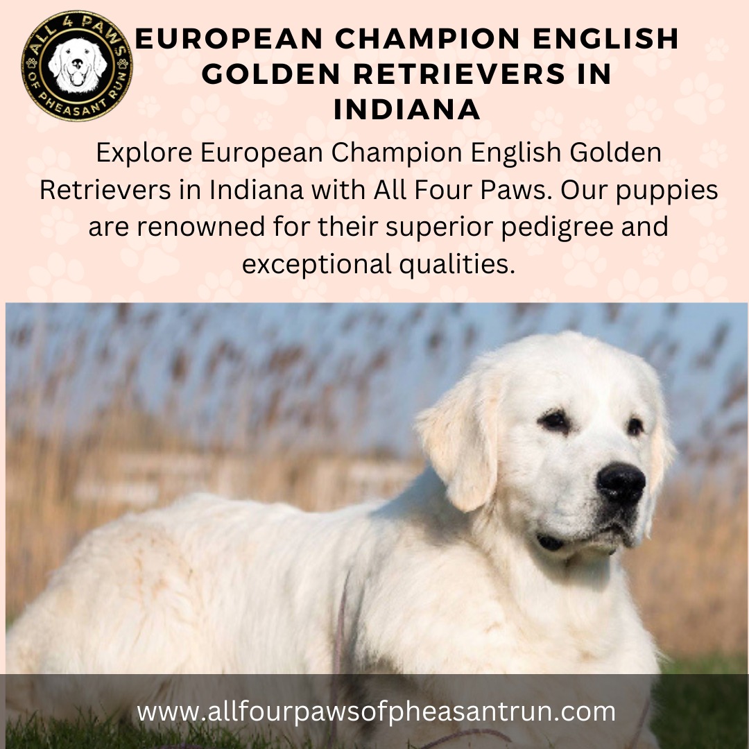 European Champion English Golden Retrievers in Indiana, Michigan, Chicago & Florida – AKC Breed with Heart Golden Retriever Breeder – All Four Paws