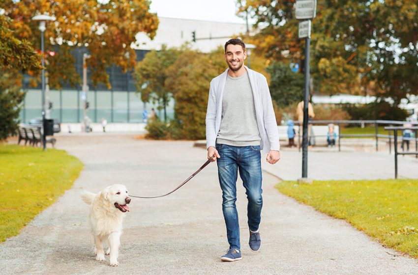  Dog Walking in North West London The Perfect Solution for Your Furry Friend