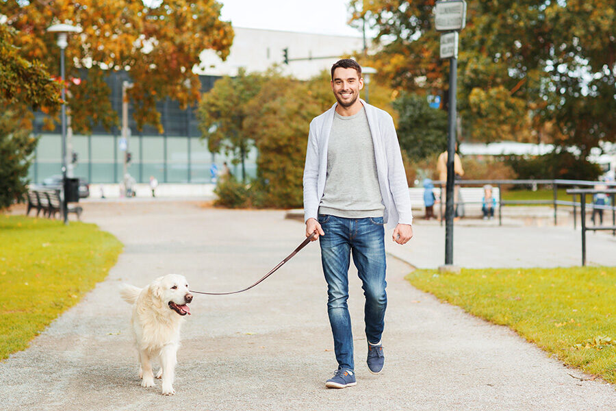 Dog Walking in North West London The Perfect Solution for Your Furry Friend