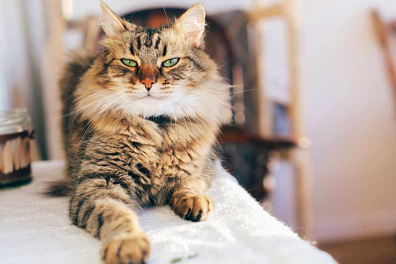  Are Maine Coons Hypoallergenic? Can You Have A Maine Coon If You Are Allergic To Cats?