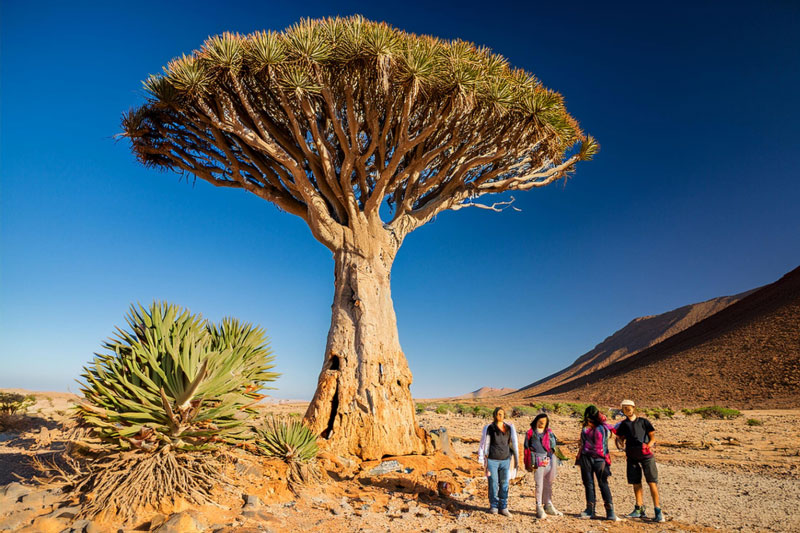  Socotra Booking offers unforgettable Socotra Island Tours for eco-conscious travelers