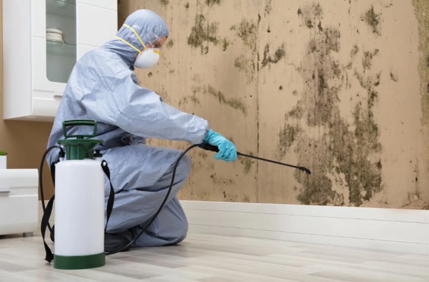  Comprehensive Pest Control Services in Thornhill