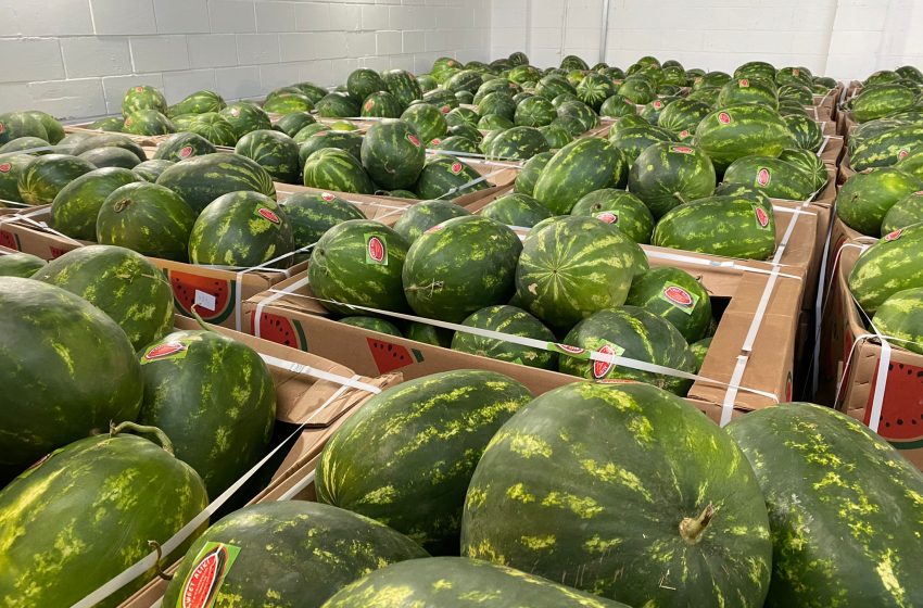  Watermelon Wholesaler: Trusted Quality Watermelon