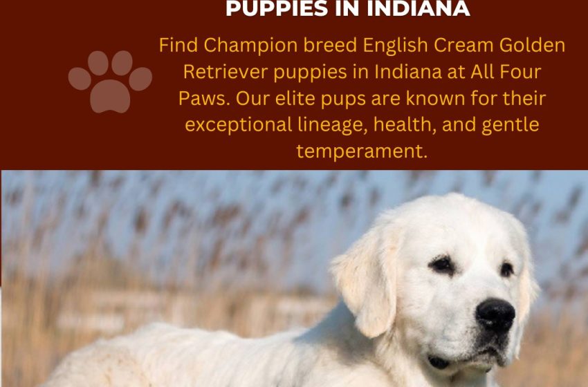  Champion English Golden Retriever Puppies for Sale in Indiana, Florida, Chicago & Michigan – All Four Paws