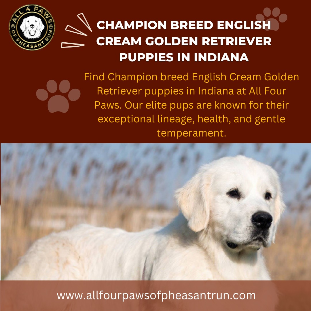 Champion English Golden Retriever Puppies for Sale in Indiana, Florida, Chicago & Michigan – All Four Paws