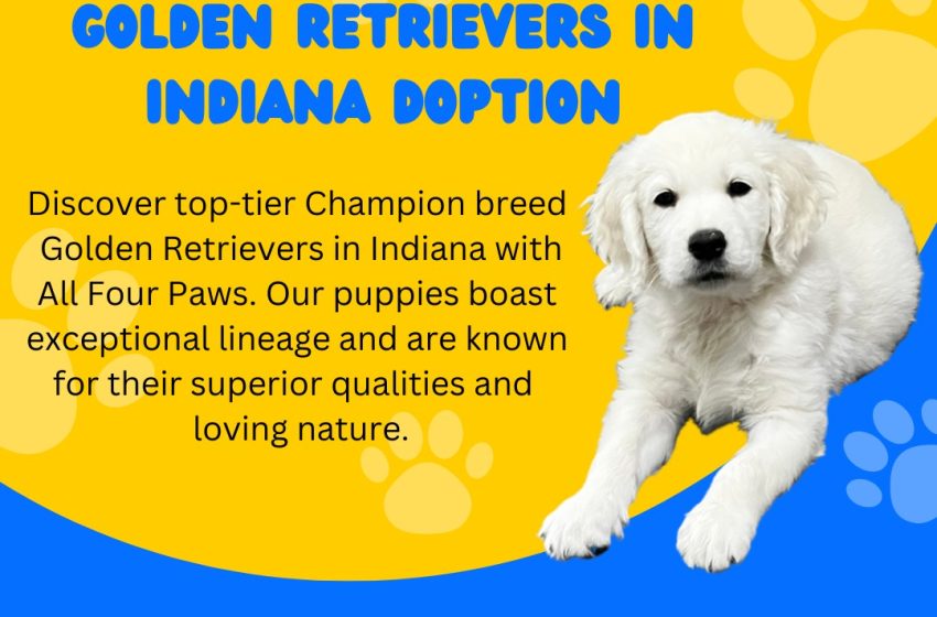  Discover Your Perfect Companion with English Golden Retrievers