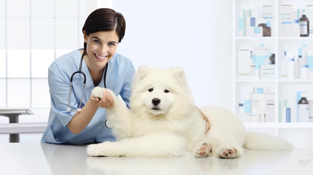 How to Choose an Affordable Emergency Vet for Your Pet