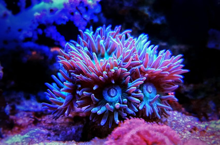  Advantages Of Buying LPS Corals For Sale At Home