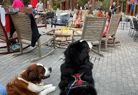  Dog-Friendly Restaurants in South Lake Tahoe: Top Spots for You and Your Pup