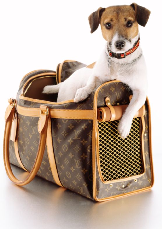  Choosing the Best Dog Carrier for Your Puppy in Carrier Needs in the United Kingdom